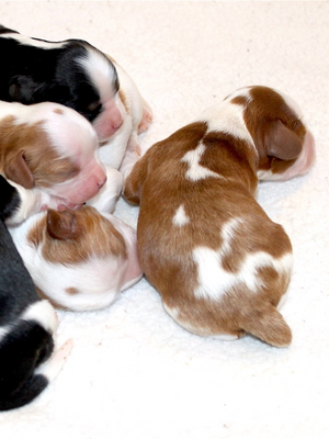 ALREADY DREAMING OF THE NEXT LITTER...