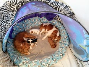 LA BASTIDE'S MODERN FAMILY: 2 moms sharing both their puppies ❤️❤️